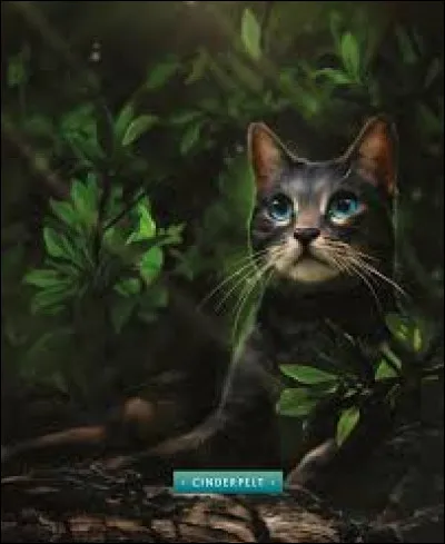 Cœur de Feu a été amoureux de Museau Cendré.