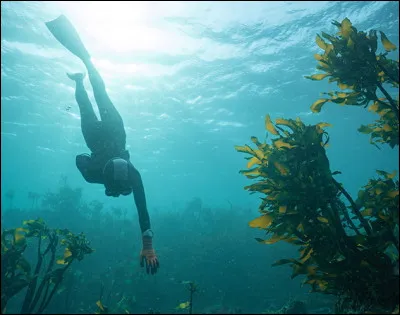 Dans quel pays de l'Asie de l'Est peut-on voir les ''ama'' surnommées les ''les pêcheuses de perles'' ?