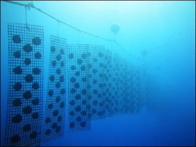 Quel est le nom de l'activité humaine qui consiste à cultiver les huîtres perlières pour en obtenir des perles de qualité ?