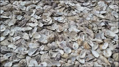 Quel coquillage produit naturellement le plus de perles ?