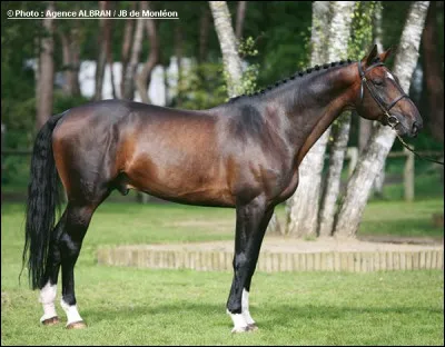 Quelle est la robe de ce cheval ?