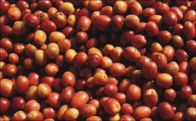 Comment s'appelle habituellement le fruit du cafier ?