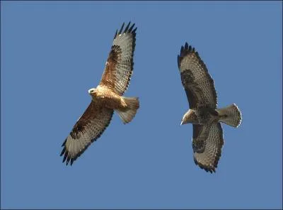 Quel oiseau de proie reconnat-on  son vol plan circulaire ?