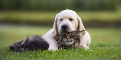 En quelle année fut fondée la société protectrice des animaux (SPA) ?