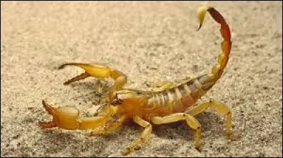 Combien de pattes un scorpion possède-t-il ?