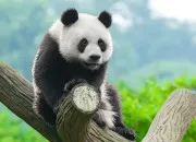 Test Quel animal es-tu ?