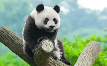 Quiz Animaux
