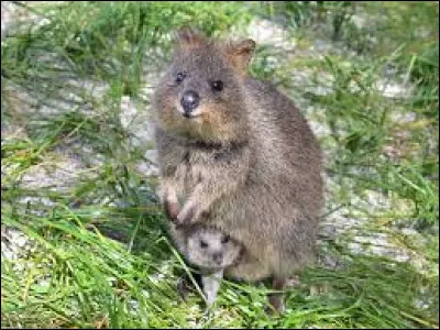 À l'état sauvage, le quokka vit en Australie.