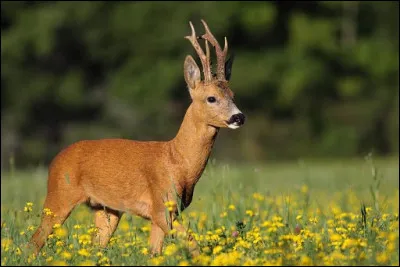 Quel est cet animal ?