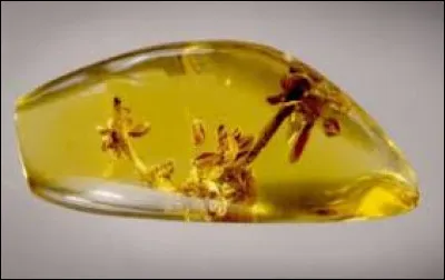 Quelle gemme voyez-vous sur cette image ?