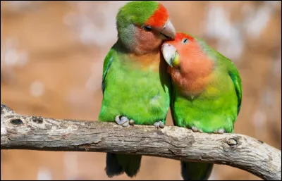Comment se nomment ces perroquets dont le couple reste uni pour la vie ?