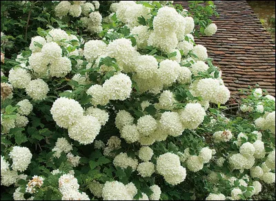 Quel arbre produit les "boules de neige" ?
