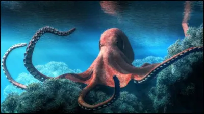 La pieuvre a-t-elle du cur ?