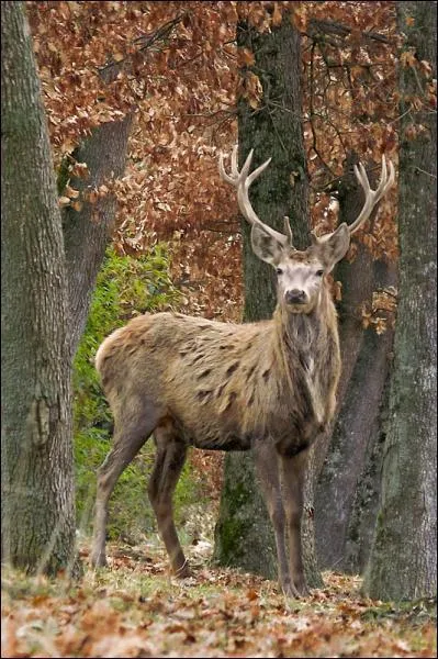 Quel cri pousse le cerf que l'on peut entendre de fin septembre  mi octobre ?