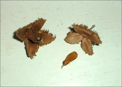 De quel arbre proviennent les fanes ?