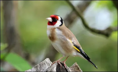 Quel est cet oiseau qui peut être dit élégant ?