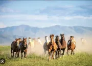 Quiz Galop 1