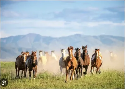 Qu'est-ce qu'un cheval alezan ?