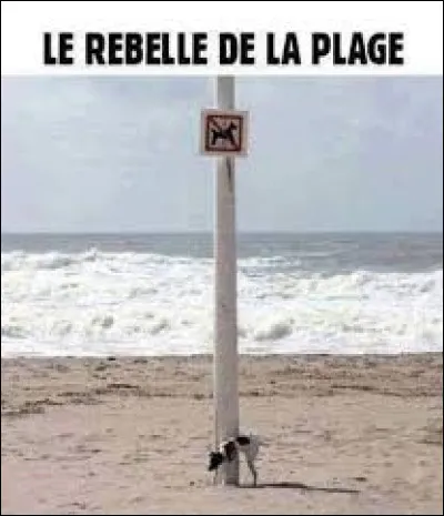 En quelle année les congés payés ont-ils été instaurés, permettant aux gens de goûter aux joies de la plage et de la mer ?