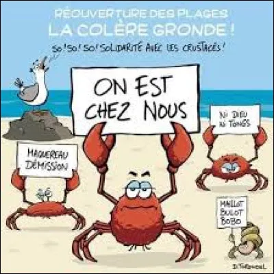 Parmi ces trois espèces de crabes, laquel est le crabe bleu ?
