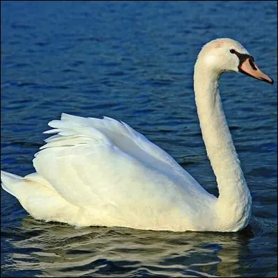 Quelle suite musicale, qui inclut la pièce "Le Cygne", na été interprétée pour la première fois en public quaprès la mort de son compositeur ?