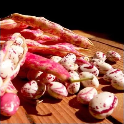 Quel plat italien, dont la base, selon certains chefs, est les haricots romains, contient du pesto dans sa variante génoise ?