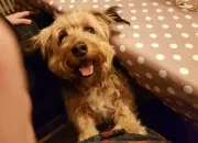 Quiz Quelle est la race de chien ?