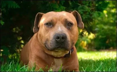 Quelle est cette race ?