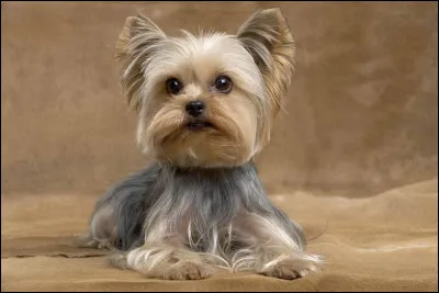 Quelle est cette race ?