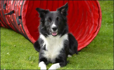 Quelle est cette race ?