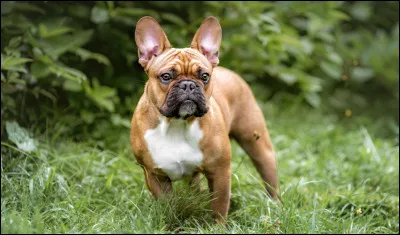 Quelle est cette race ?