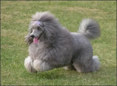 Quelle est cette race ?