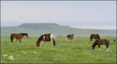 Combien de temps passe le cheval à manger à l'état sauvage ?