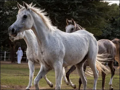 Quelle est la race du poney ou cheval ci-dessus ?