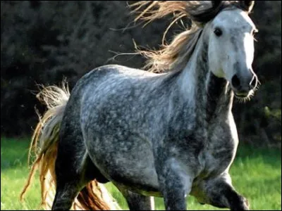 Quelle est la robe de ce cheval ?