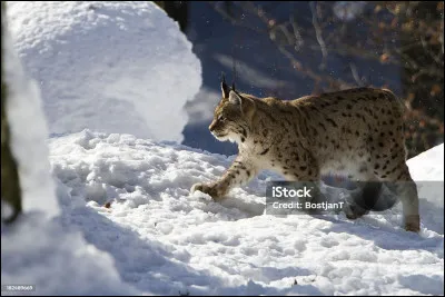 Ce minéral représente 50/100 des roches de la croûte terrestre !