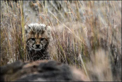 Anciennement : Battre à coups de bâton !