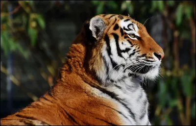 Maigre, qui ne mange pas à sa faim !