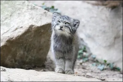 Ferme brésilienne de grande taille, consacrée à la culture ou l'élevage intensif !