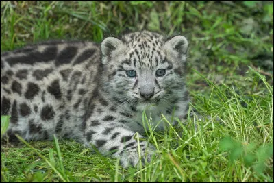 Humoriste qui nous raconte sa version du Petit Poucet !