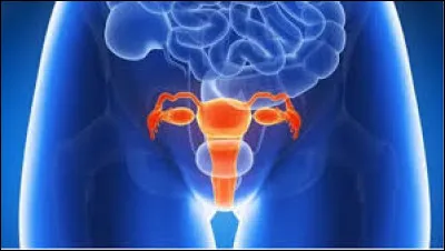 Utérus : Qui possède cet organe appartenant à l'appareil génitale ?