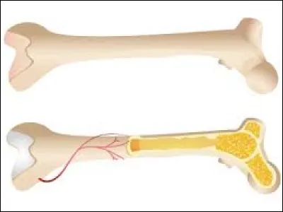 Os : Comment se nomme le plus petit du corps humain ?