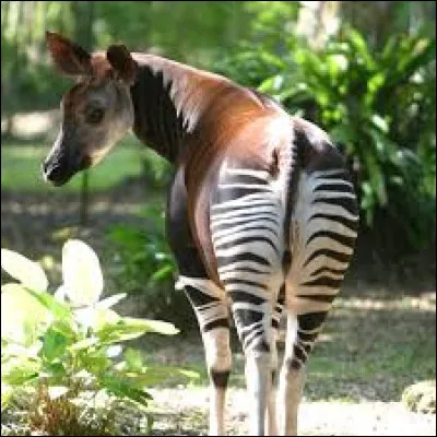 Okapi : Où vit-il à l'état sauvage ?