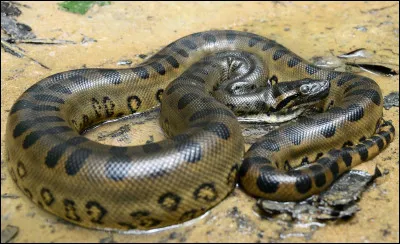 Quel est ce serpent ?
