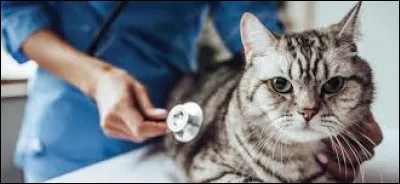 Comment est aussi nommé le virus de l'immunodéficience féline qui touche les chats ?