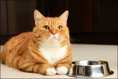 Lequel de ces aliments nest PAS reconnu comme dangereux ou toxique pour les chats ?