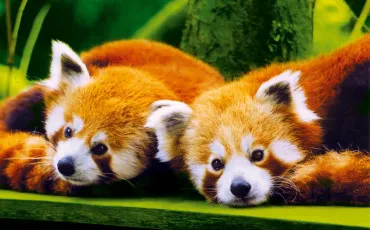 Quiz Animaux