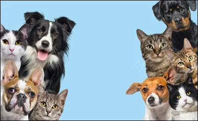 Quel est ton animal préféré parmi ces propositions ?