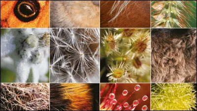 Quel pelage préfères-tu pour les animaux ?