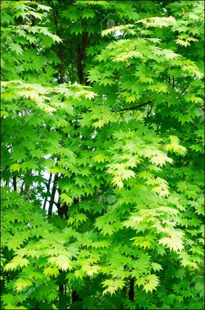 Quels pouvoirs certains Ailes de Feuilles possèdent-ils ?